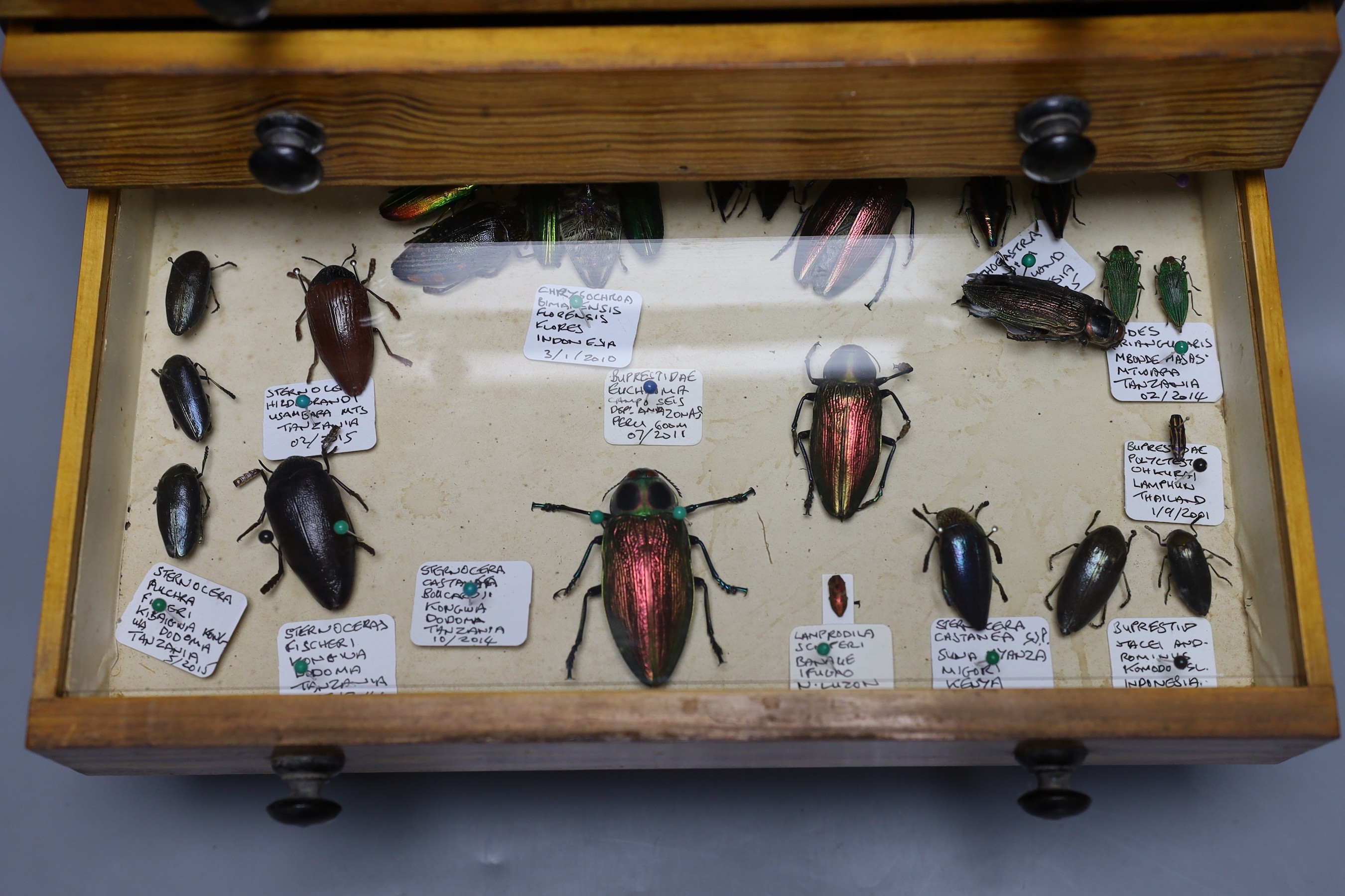 Entomology and Herpetology - a collection of beetle, insect, amphibian, reptile and skeleton specimens, the majority 1990s or later, in a pitch pine chest of six drawers